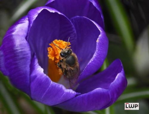 Crocus-with-the-Bumble-Bee