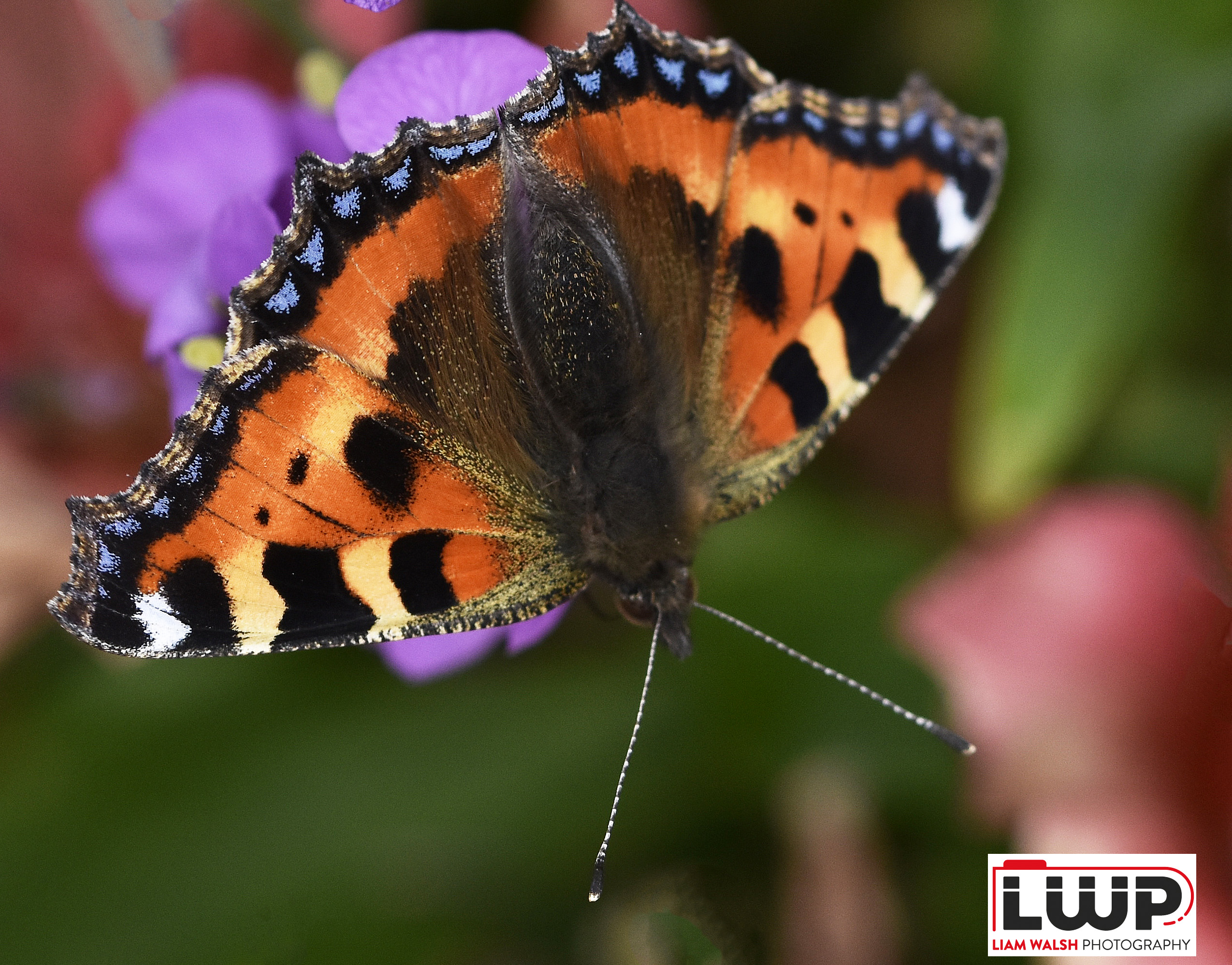 Small Tortoiseshell Butterfly
