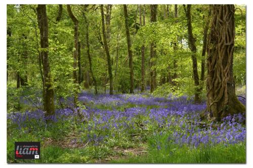 Blue Bells with Trees