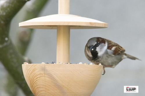 Feeding-Time-Sparrow
