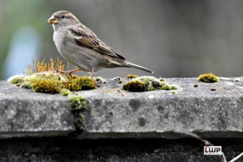 House-Sparrow