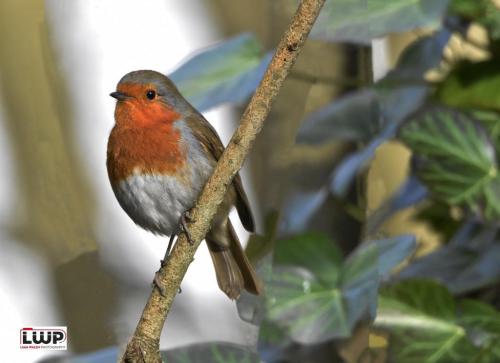 Robin-on-the-Branch-2