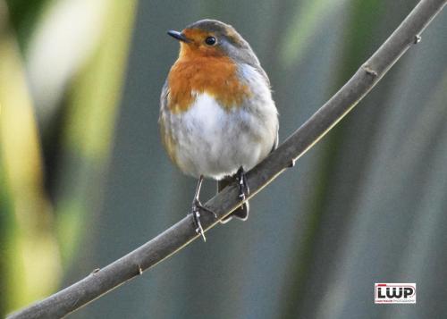 Robin-on-the-Branch
